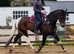 Stunning Coloured Gelding - loves to please!