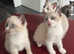 Three rare snowshoe kittens TWO LEFT
