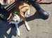 6 months old male collie 150