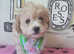 Maltipoo puppies F1