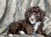 Extensively Health Tested Rare Toy Poodle Puppies