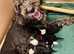 Beautiful Bordoodle X F1 Cockapoo puppies