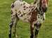 Zak British spotted pony