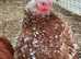 MILLEFLEUR PEKIN BANTAMS - SMOOTH & FRIZZLE AVAILABLE