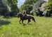 Gorgeous registered Welsh mare