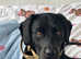 Dog looking for a forever home