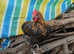 FREE black copper marans/olive egger cockerel