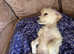 Bailey needs her forever home