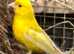 Canary