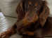 Long haired miniature dashound