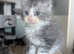 Gorgeous maine coon kittens for sale