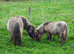 Shetland gelding for sale