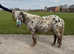 British Spotted Mare 36inch, loving and clever
