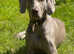 Weimaraner puppies, 1 boy and 1 girl left, READY NOW