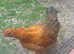 1 Beautiful Orpington Hen