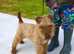 Lakeland terrier puppies (quality)