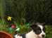 2 x fluffy jack russell cross pups