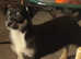 Black and Tan Jack Russell x Pomeranian 13 week old girl