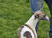 Whippet litter. pet/show. 3 male left :)