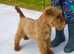 Lakeland terrier puppies (quality)