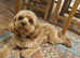 Adorable healthy Cavapoos puppies