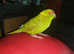 GORGEOUS FULLY TAMED BABY PARAKEET