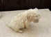 F1 goldendoodle