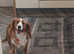 Welsh springer Spaniel female