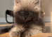 Maine coon cross ragdoll male solid blue