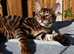 Stunning top quality Toyger
