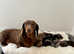 Miniature Smooth haired Dachshund puppies