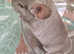 Chinchilla