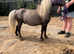 International miniature horse mare