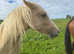Beautiful Palomino Mare 15"2 - 6 yrs old suit young rider mother/daughter share