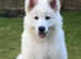 Stunning pure white KC long haired GSD  polar bear puppies