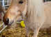 Standard 2 year old Shetland Gelding