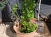 White Currant Plant