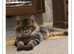 Maincoon Stud