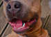American bully for rehoming