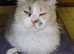 Lovely Lilac Needs A Home