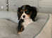 Beautiful Tri Cavalier King Charles Puppy