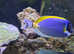 Powder Blue Tang Live Marine Fish - Beautiful & Healthy - Leeds Pickup Only