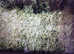 Hay For Sale Surplus To Requirements This Year  June 24