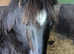 Friesian x Filly Foal