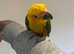 Baby Stunning Sun Conure Parrot,13