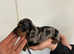 Beautiful dachshund