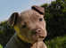 Stunning blue Staffordshire Bull Terrier puppies