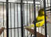 Canary