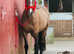 Gorgeous 15.2 mare