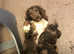 Stunning spaniel pups for sale